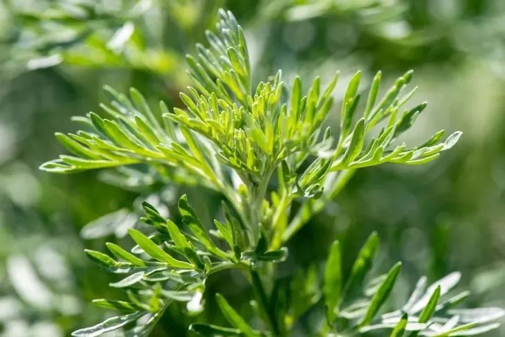 艾灸产品-仙草药业官网