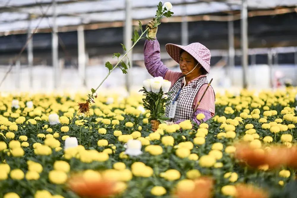 花农李兰英采摘鲜花