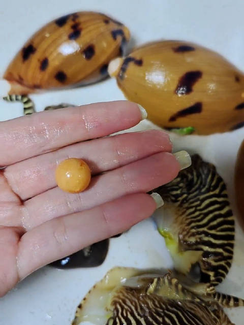 意外女子网购椰子螺吃出罕见美乐珠