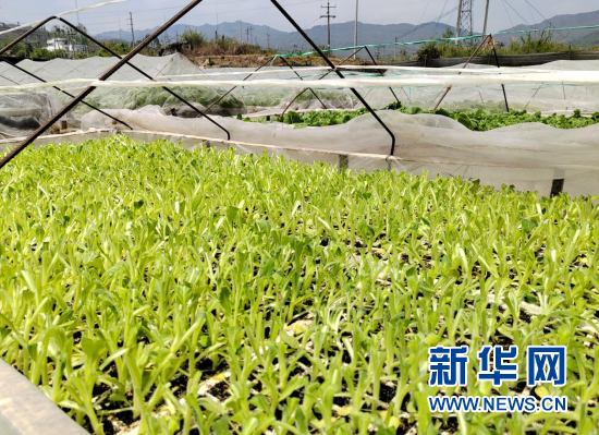 修剪过的烟苗.新华网发