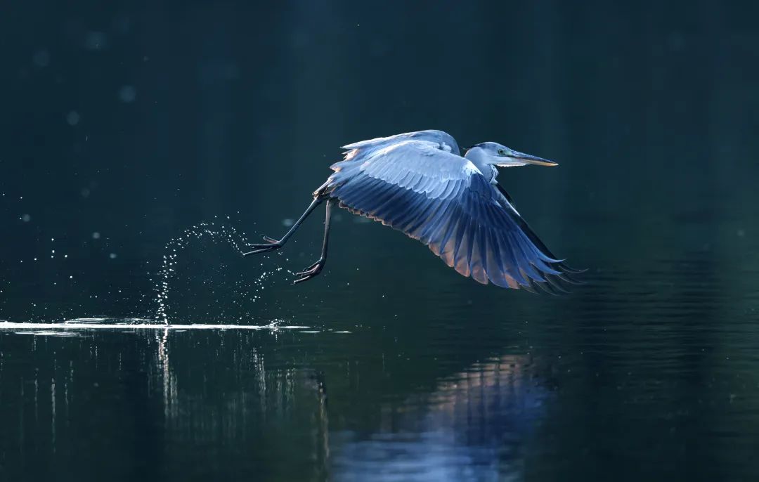 大美房山·生态精灵!鸟类摄影征集作品出炉,每一幅都是大片
