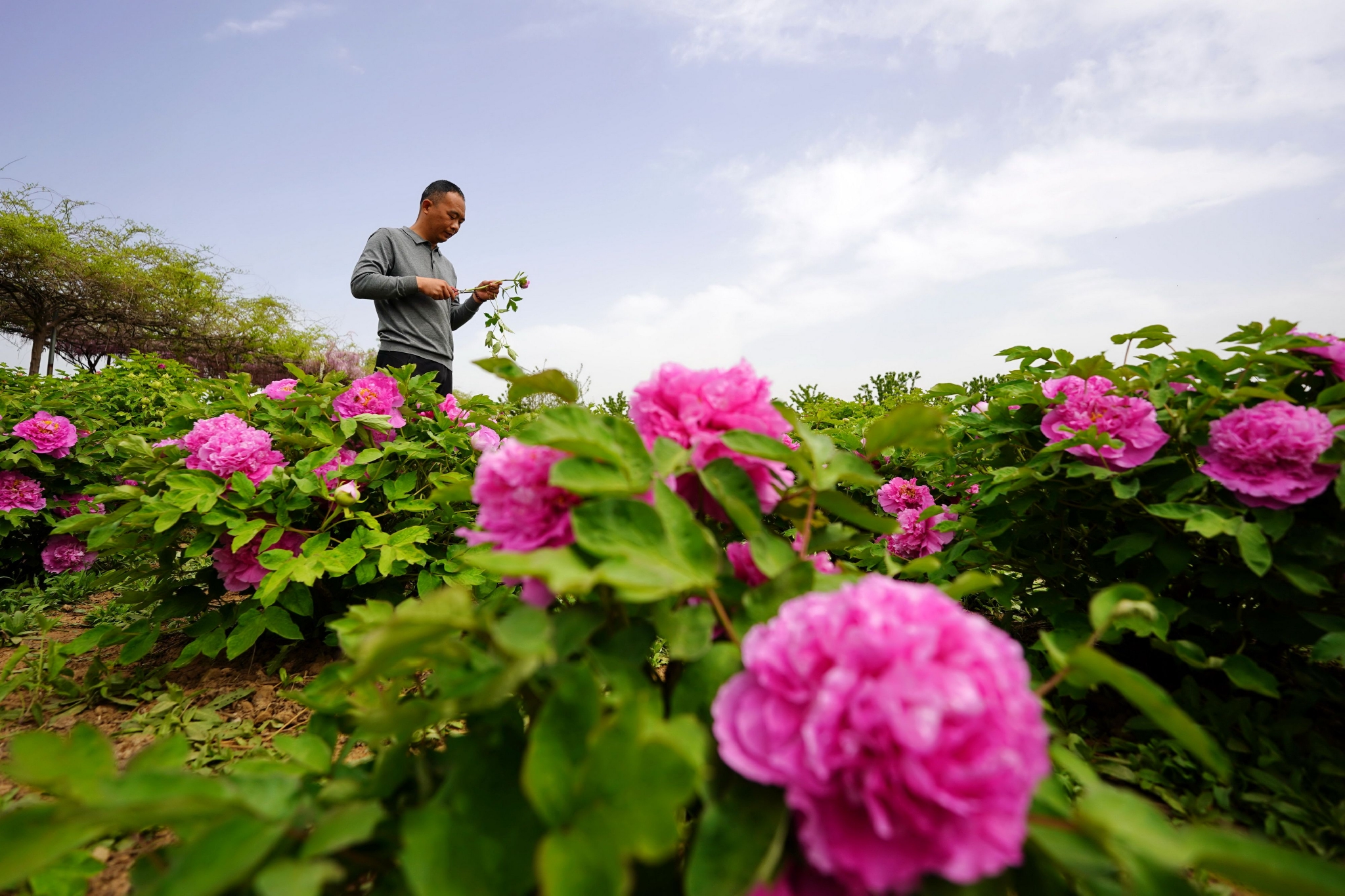 河北柏乡牡丹鲜切花富农家