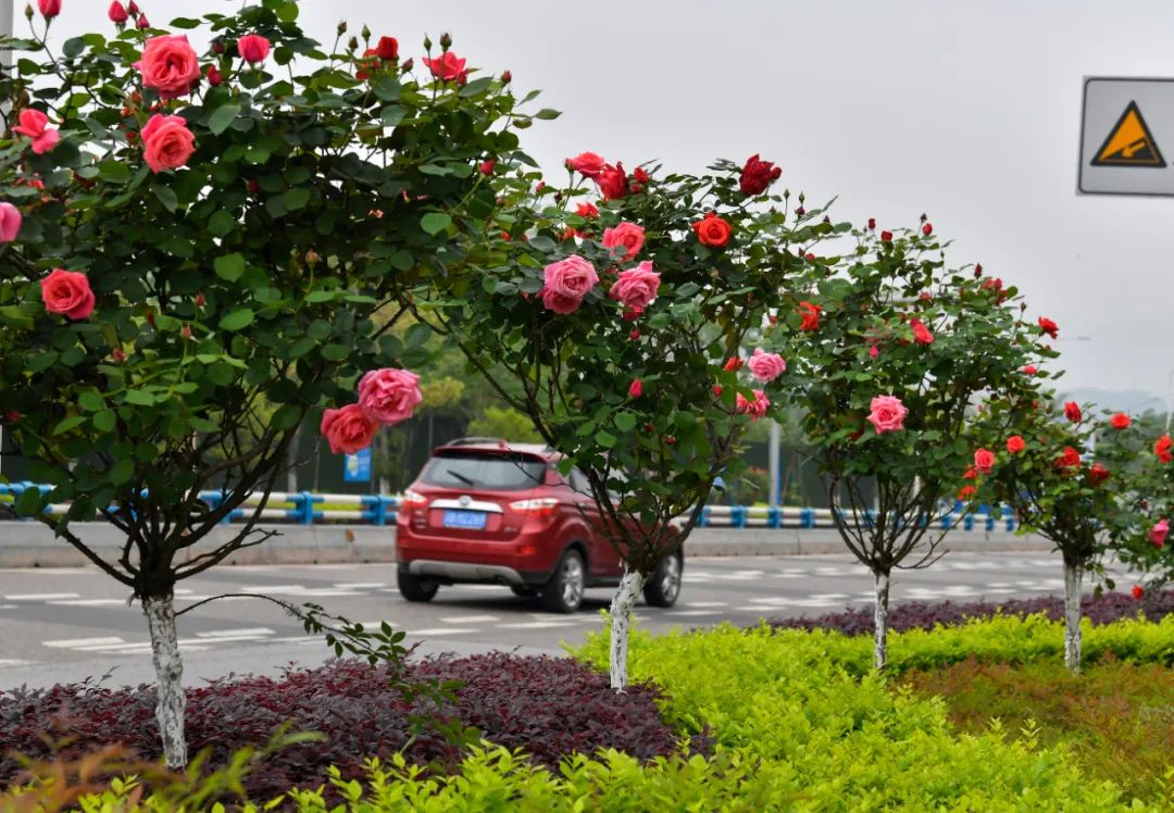 近日,在南岸区学知路,马路中间的树状月季正值盛开期.崔景印 摄