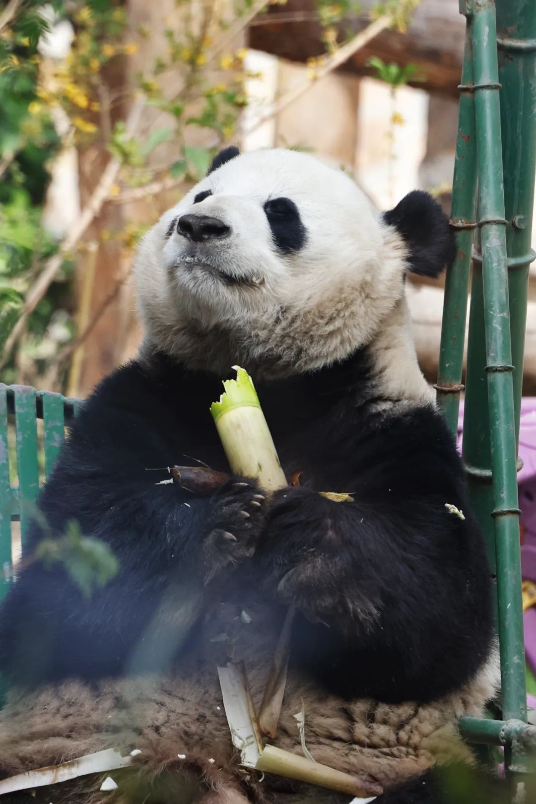 974月17日,大熊猫"萌兰"在游客的围观下用餐.中新社记者 韩海丹 摄