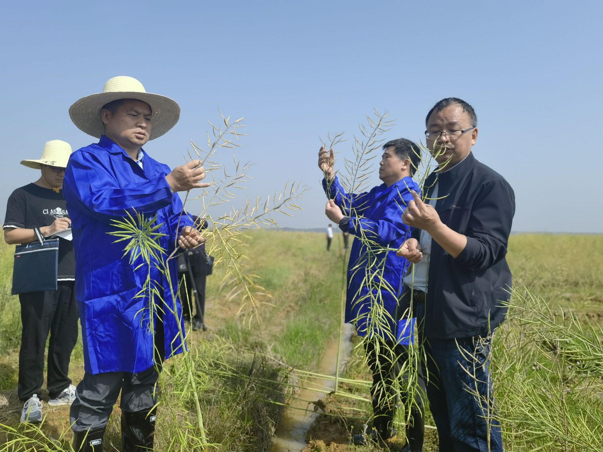 破解冬闲田油菜种植瓶颈 短生育期油菜测产175.7公斤__财经头条