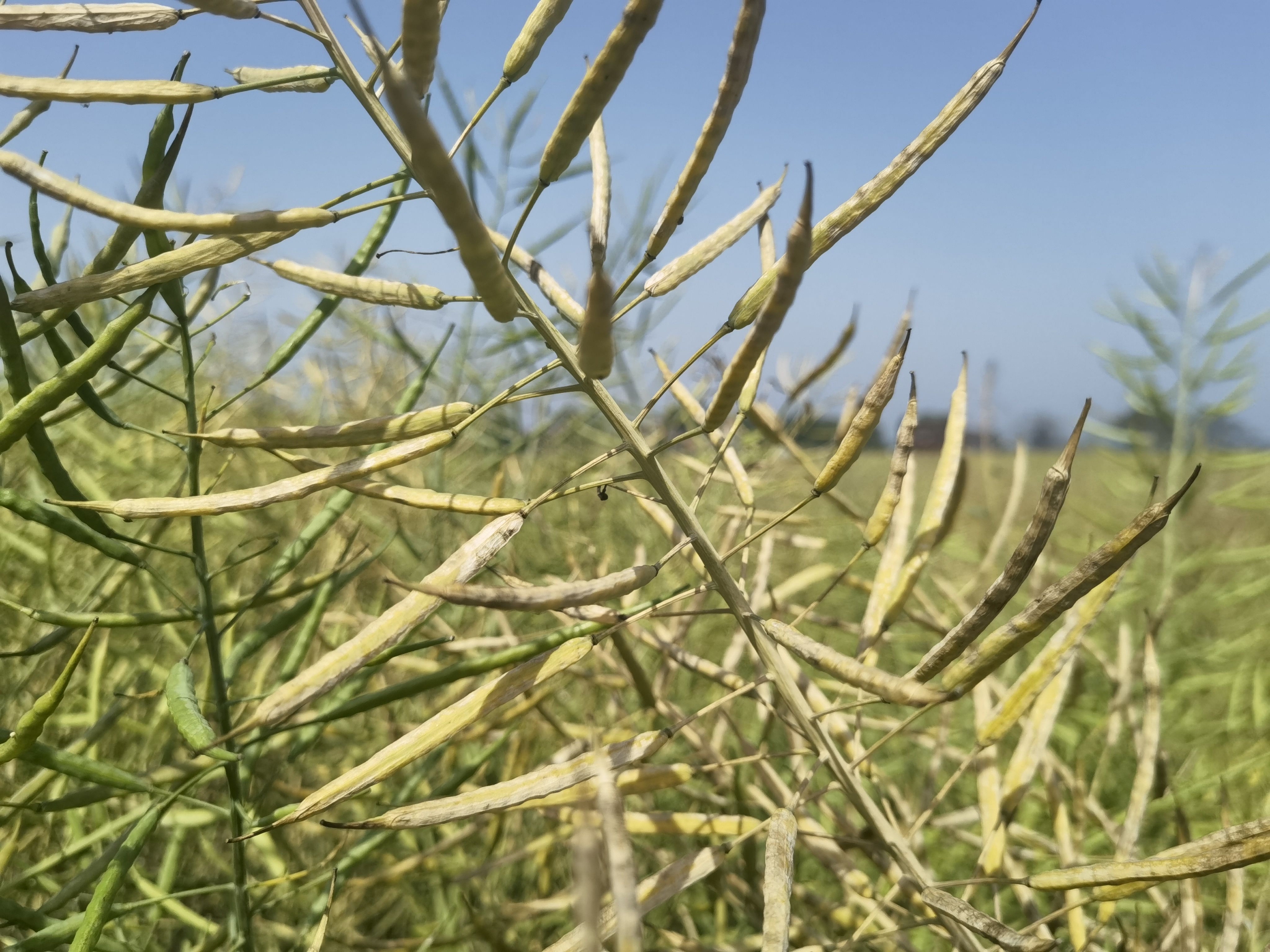 破解冬闲田油菜种植瓶颈 短生育期油菜测产175.7公斤|田中_新浪新闻