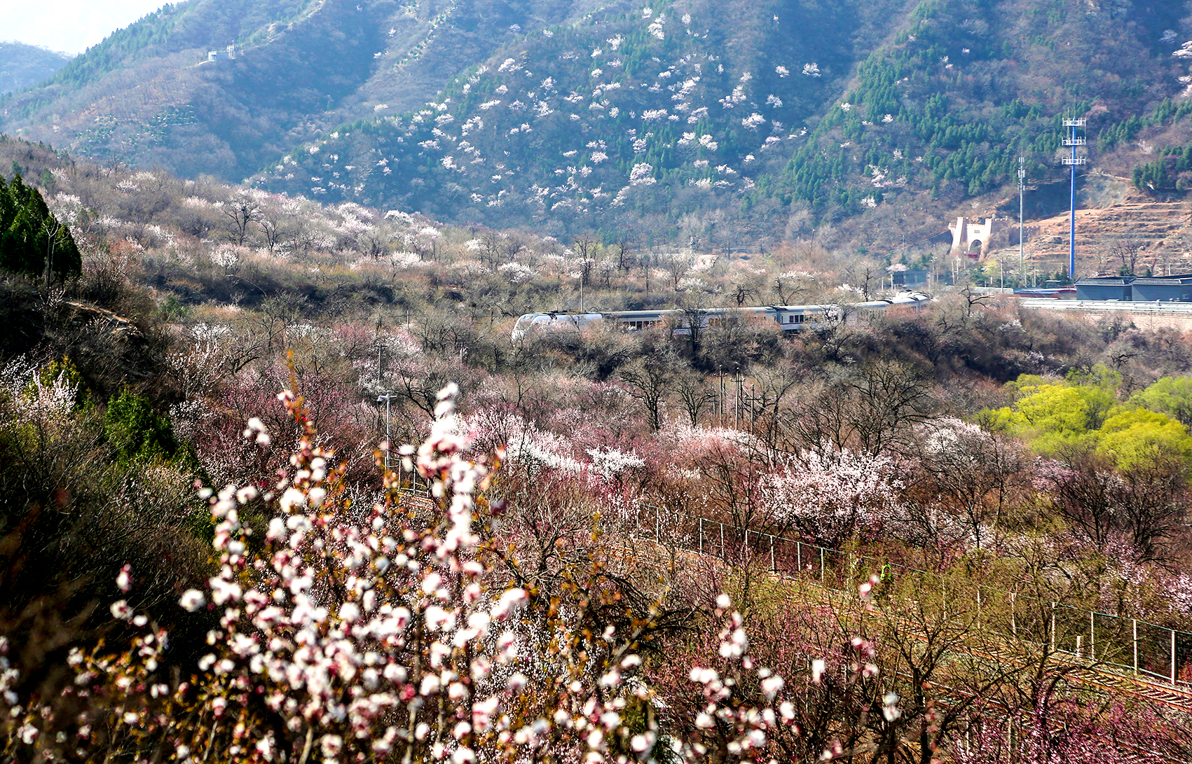 经过京津风沙源治理，十三陵林场“开往春天的列车”成为网红风景。北京市园林绿化局供图