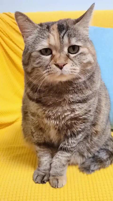 第一次在小猫咪脸上看到法令纹