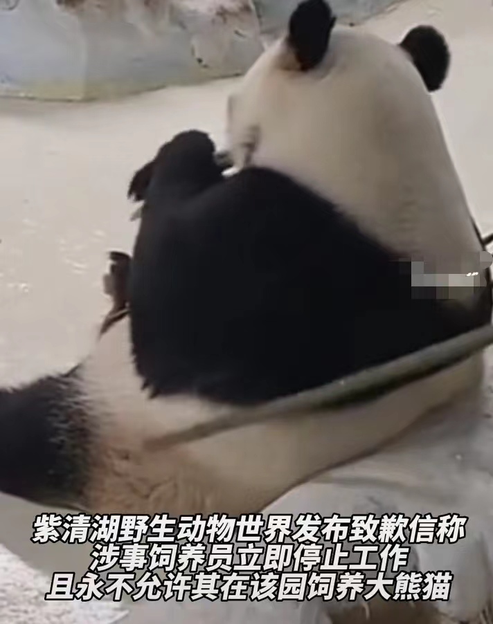  被竹竿拍打的大熊猫“暖暖”。