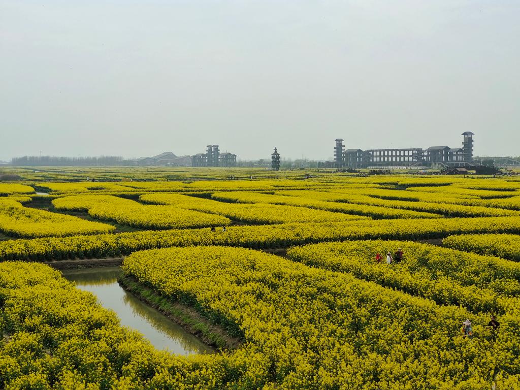 3月30日,江苏兴化千垛景区的油菜花海.新华社记者陈席元 摄