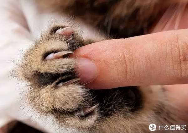 注意不要剪到猫咪指甲里的血线哟.