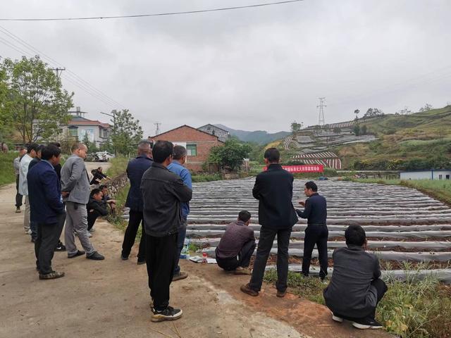 汉阴县烤烟标准化大田移栽现场会在平梁镇召开_新浪财经_新浪网