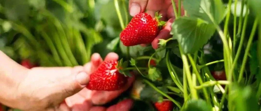 seo系统有哪些领域