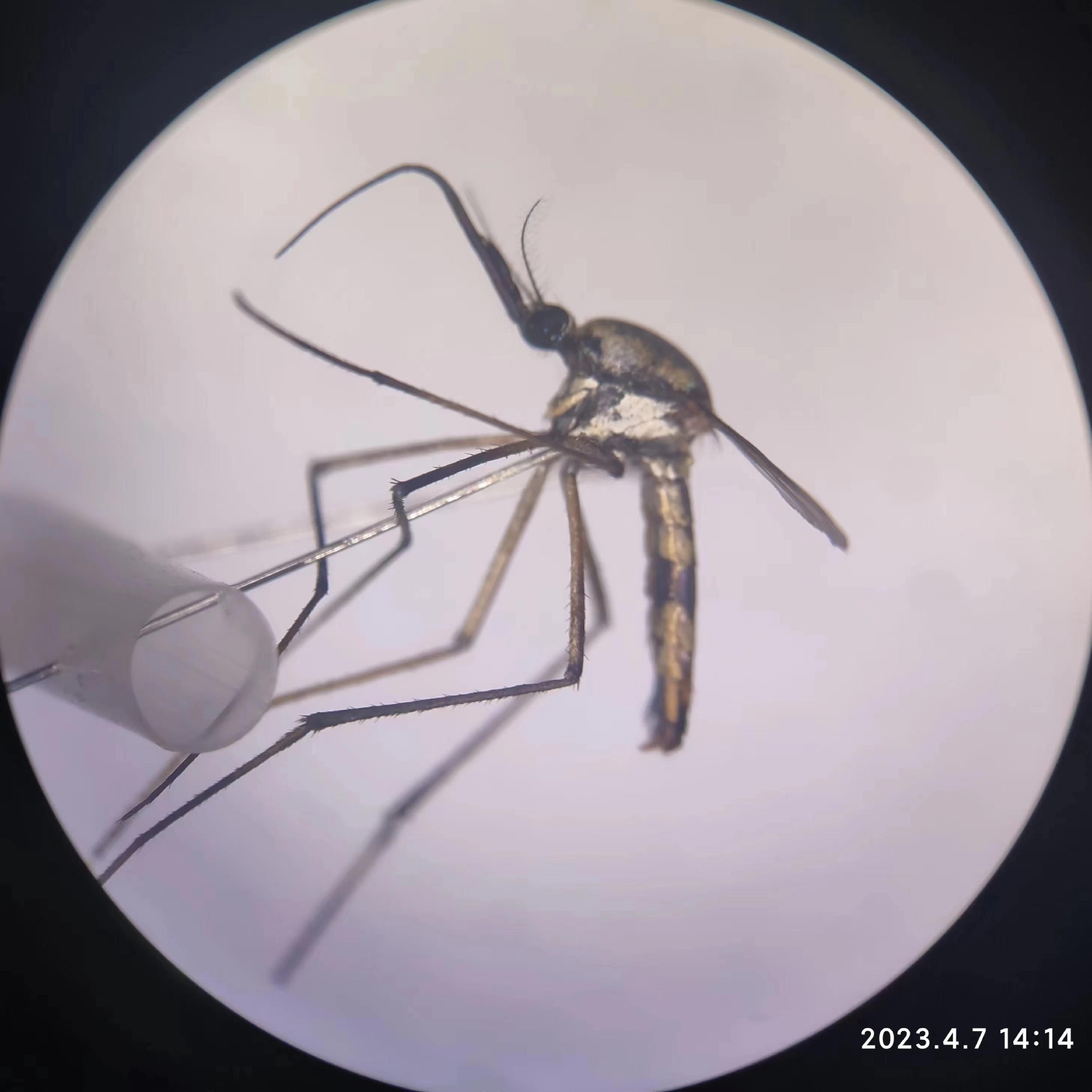 华丽巨蚊首次现身珠海万山港，不吸血只吃素|生物|珠海市_新浪新闻