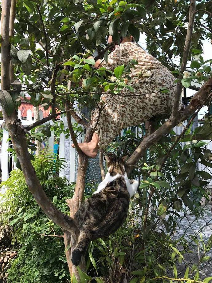 猫爬树帮主人摘东西，就是下来的时候有点怂，最后还摔了一下脸！|猫|主人_新浪新闻