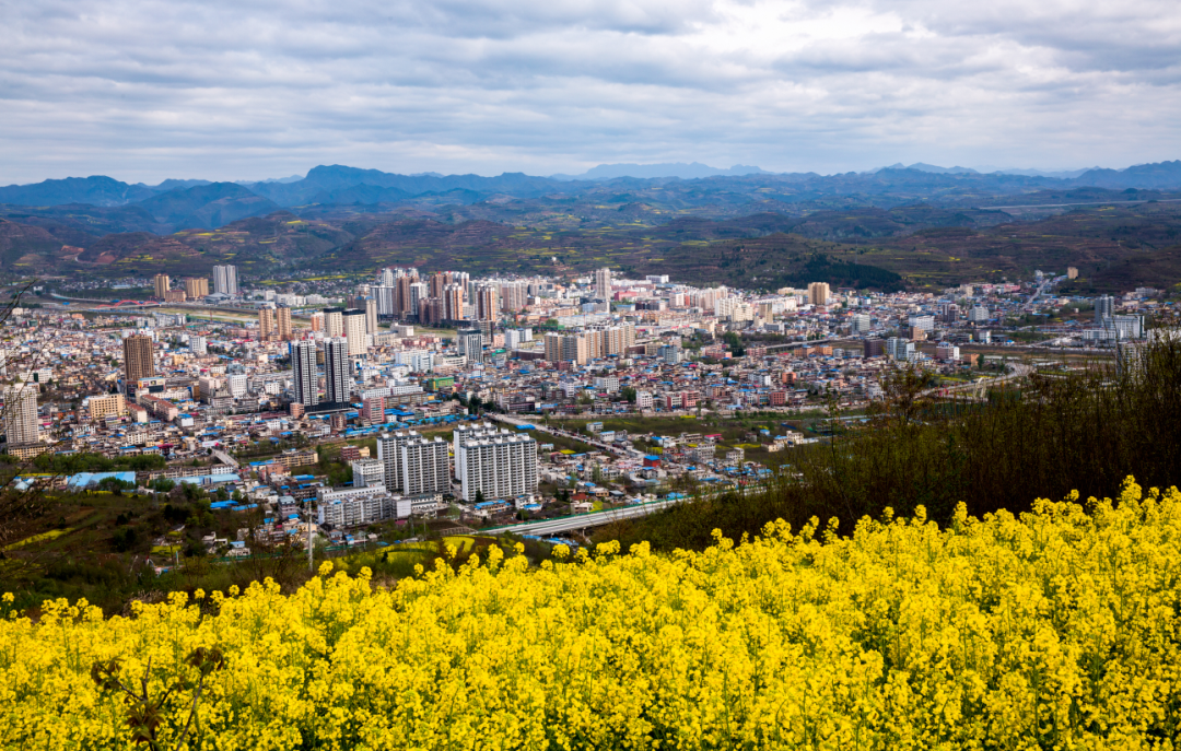 陇南成县一田黄金一面春光