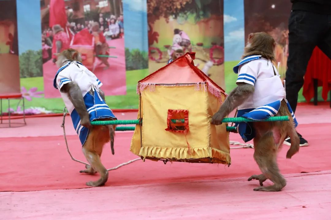 图虫创意近些年来,在太阳马戏团的影响下,杂技表演中出现了"高空热".