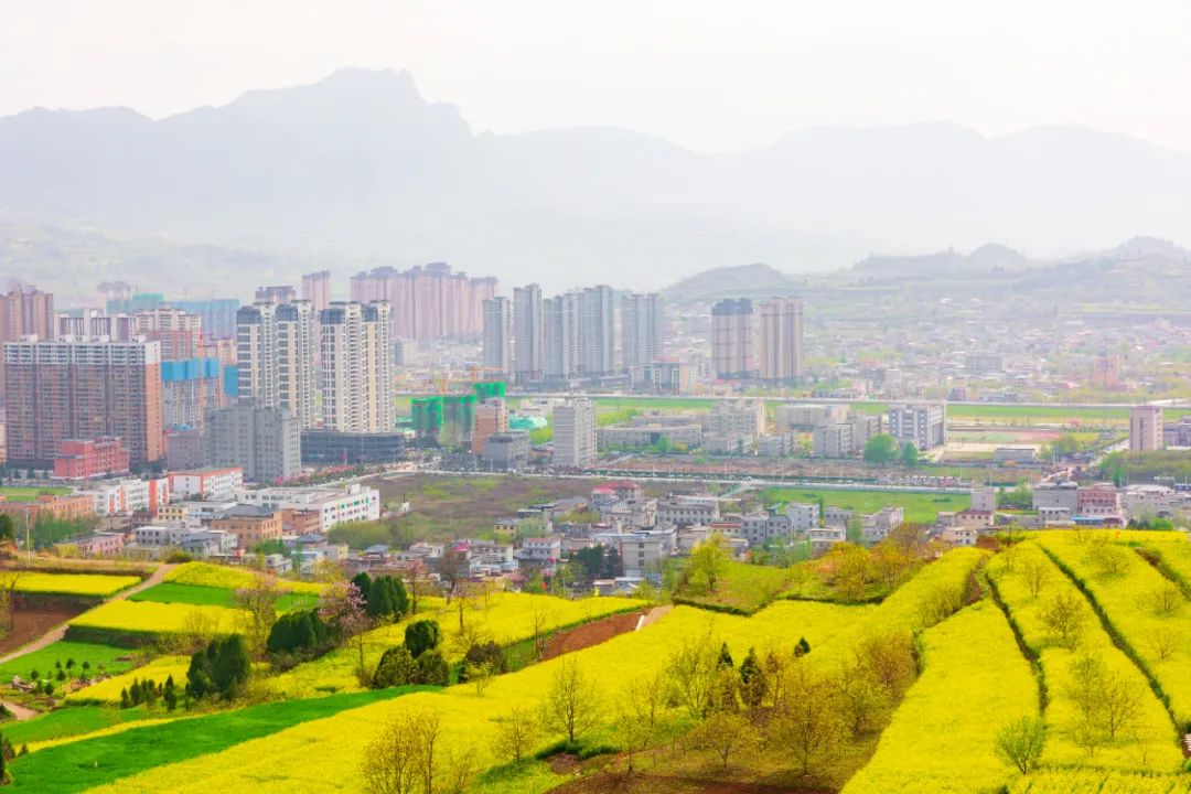 陇南成县一田黄金一面春光