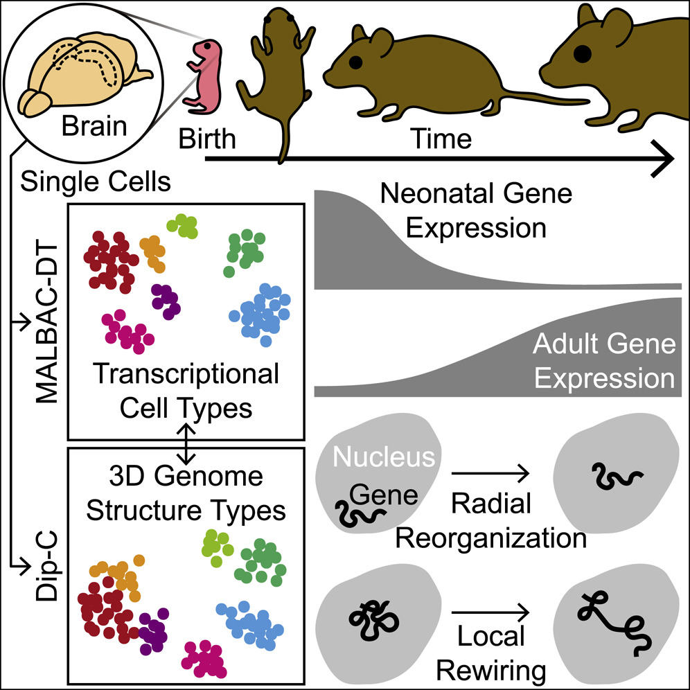 图｜探索正在发育的小鼠大脑皮层和海马体细胞的转录组及三维基因组结构（来源：Cell）
