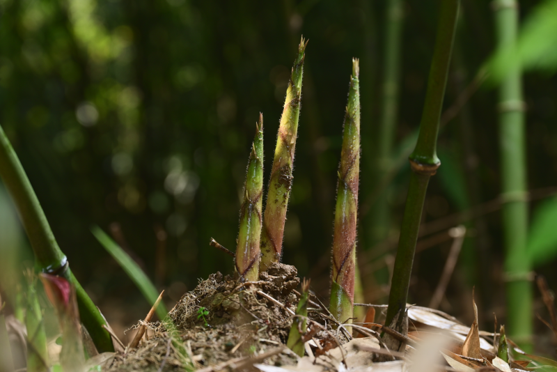 好原料造就好味道,良品铺子走进云南野山笋原料基地开启2023年《寻味