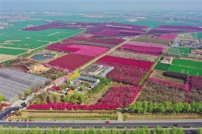沭阳县刘集镇海棠园. 图片/丁华明 摄