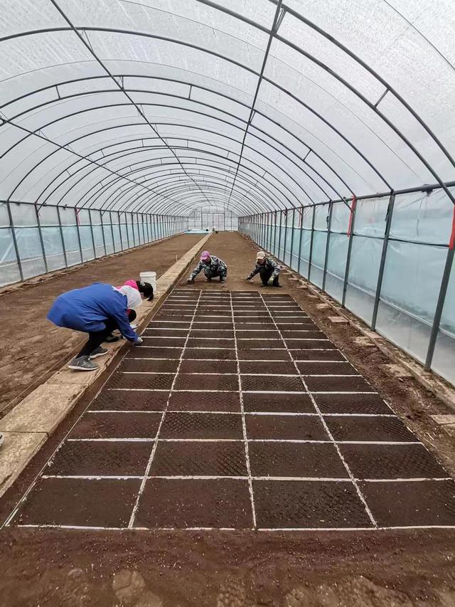 吉林省农业科学院科研人员正在进行水稻播种摆盘作业(图片由受访者