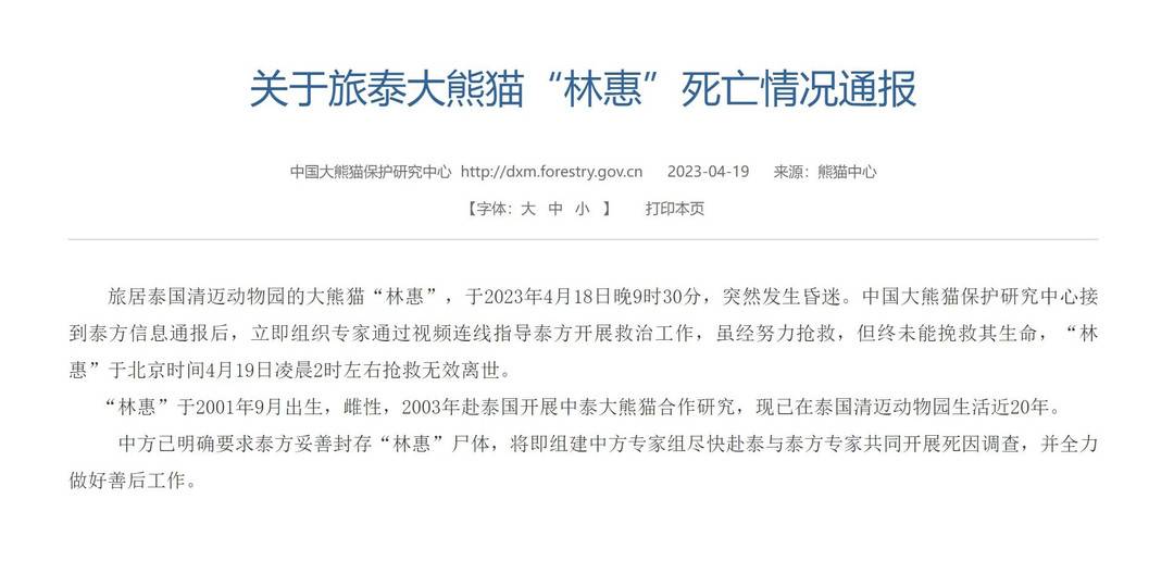 熊猫中心发声！曾视频指导泰方救治 将组建专家组赴泰国对大熊猫“林惠”死因开展调查休闲区蓝鸢梦想 - Www.slyday.coM