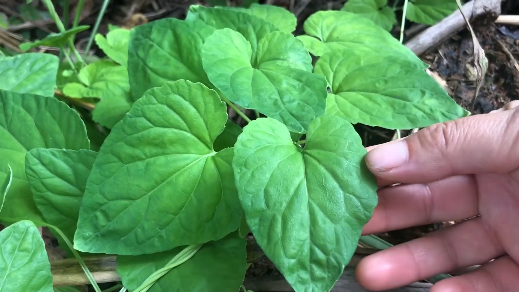 这个党参苗长得这么长,长得也挺粗的,党参应该长得也挺大的.