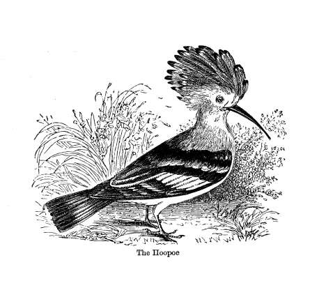 戴胜特立独行的报春鸟