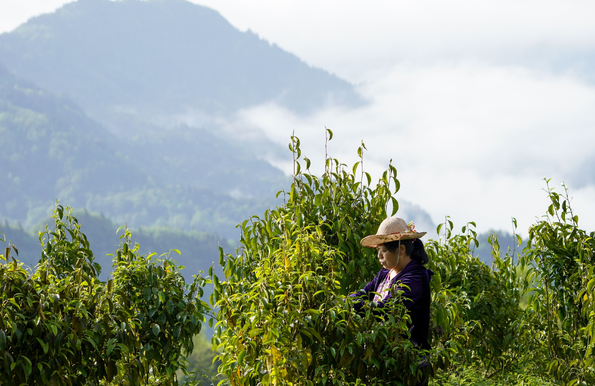 南川古树茶飘香致富金叶采制忙