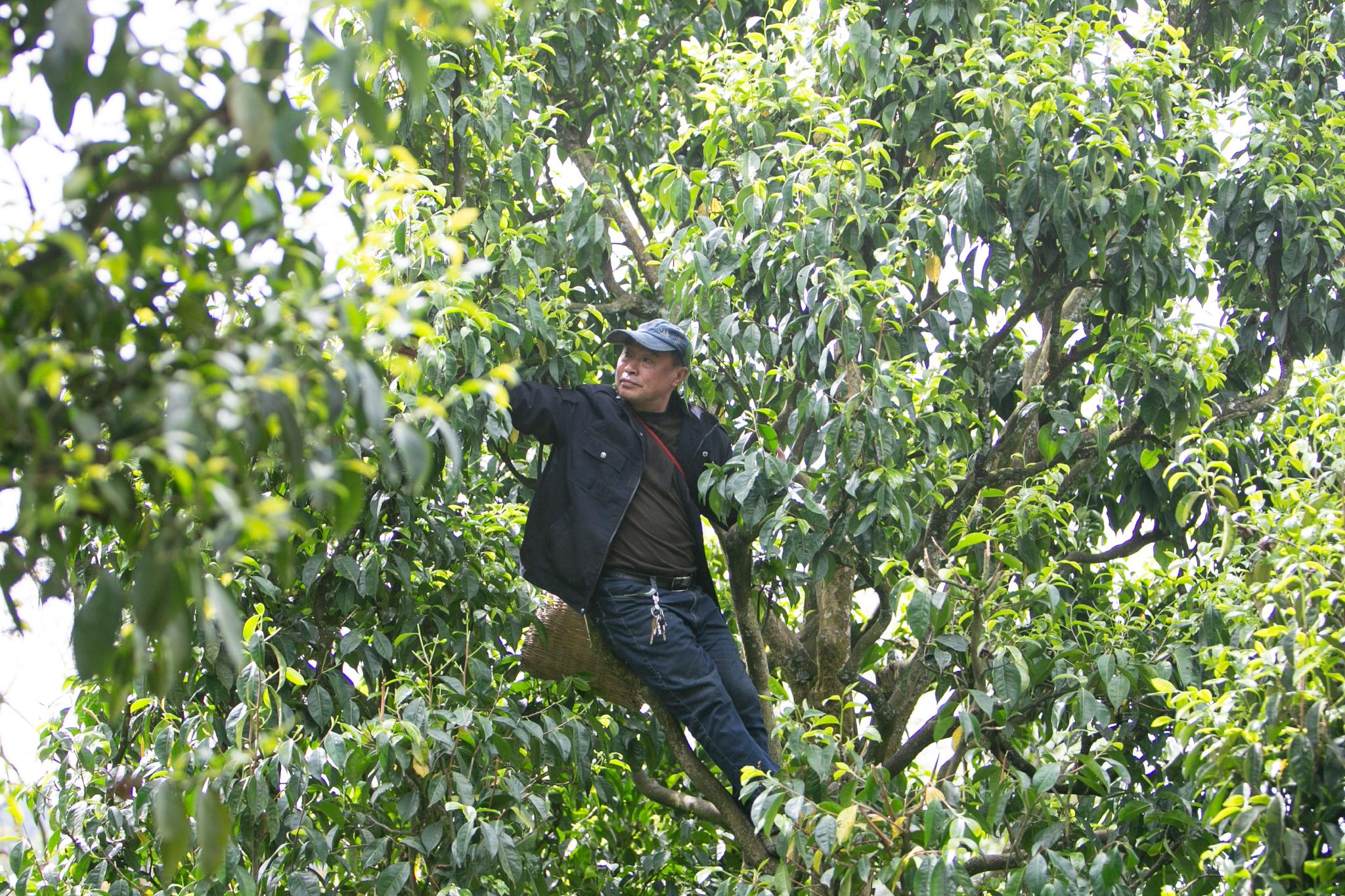 4月19日,村民在重庆市南川区德隆镇茶树村采茶.