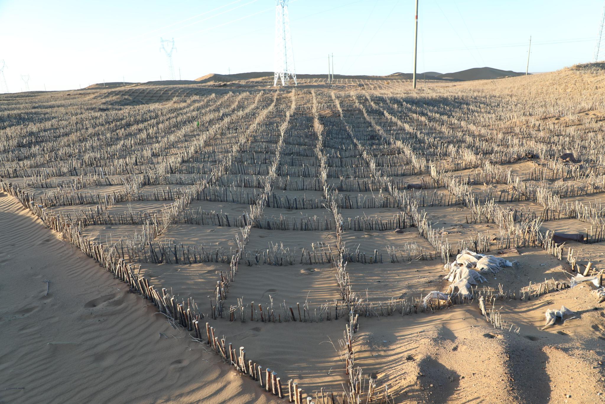 巴丹吉林沙漠与腾格里沙漠交汇处的治沙工程草方格。受访者供图