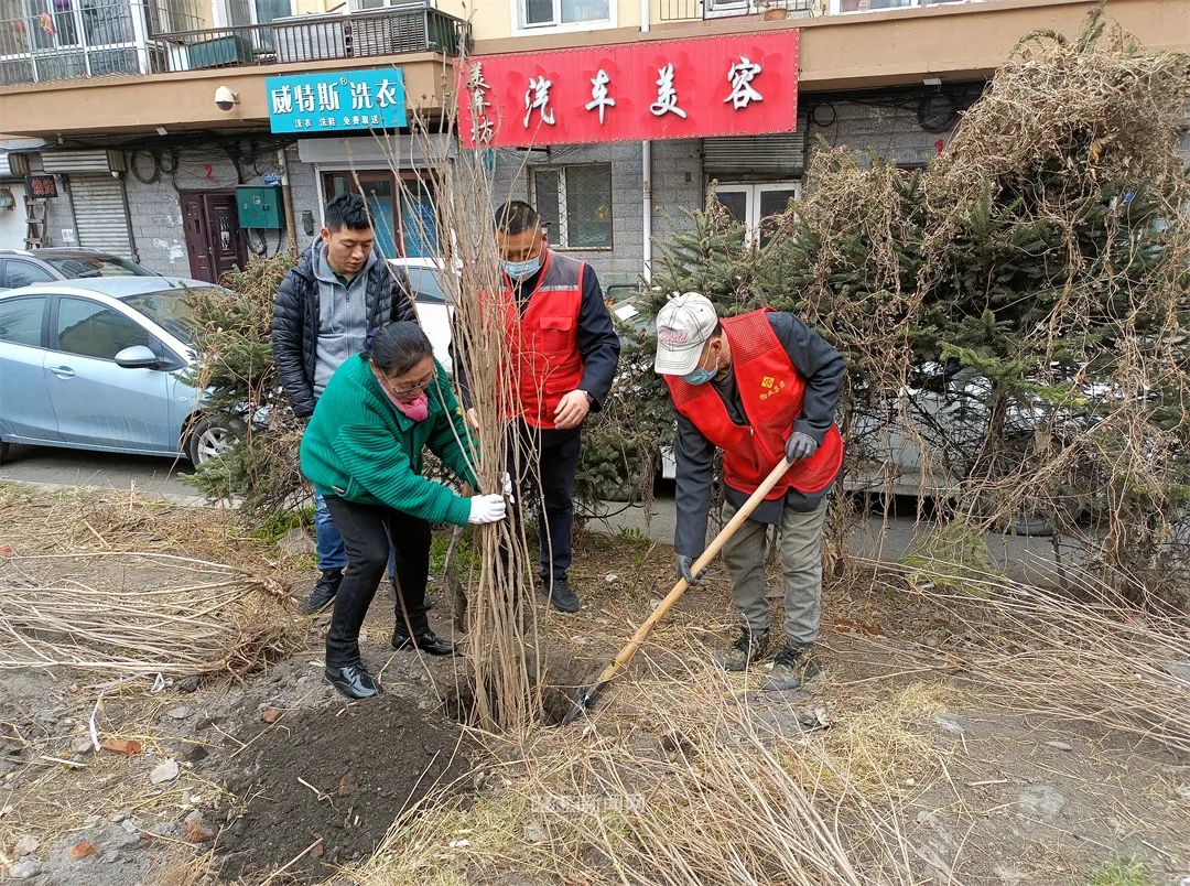 丁香树的种植方法和注意事项（种下“带香味的名片”｜100株丁香树“住”进道外区北环俊景小区）