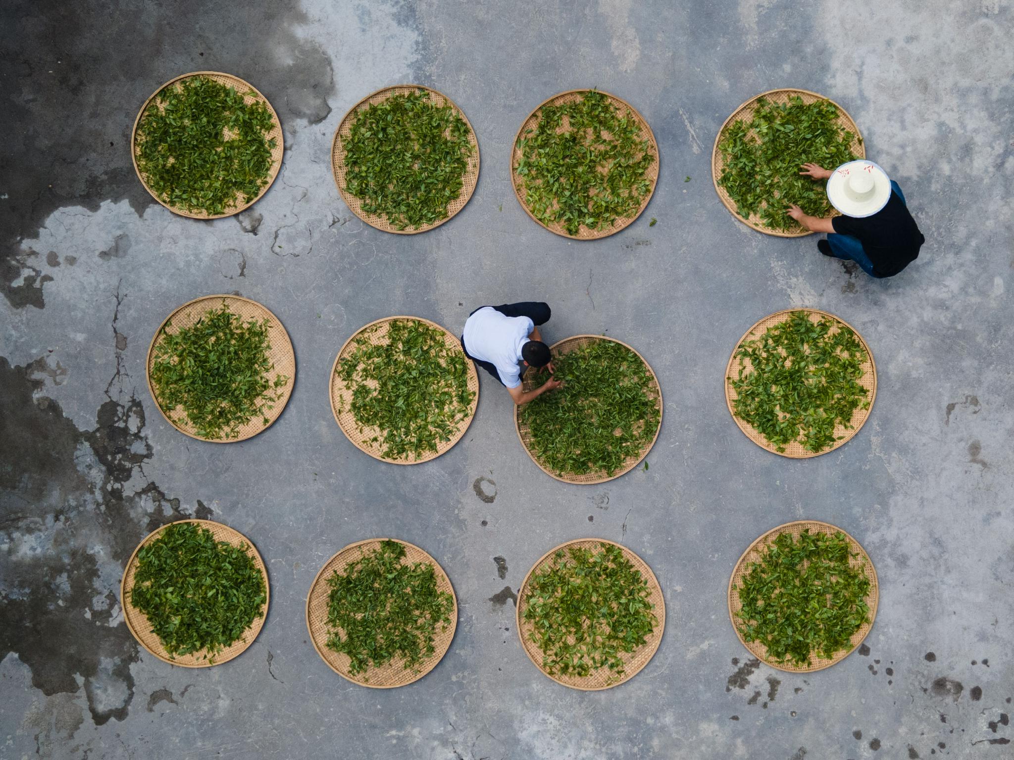 南川古树茶飘香致富金叶采制忙