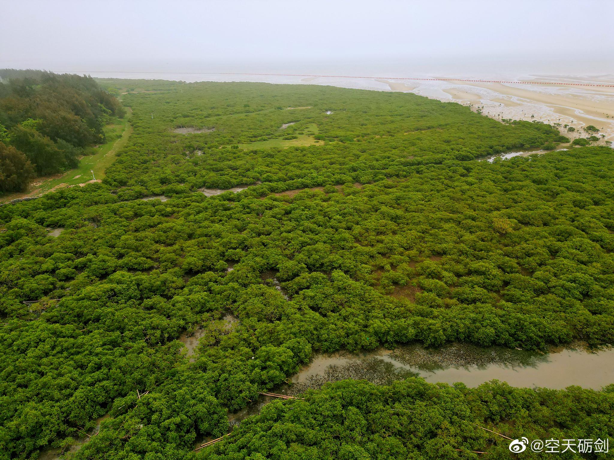 这里是北海最美的红树林,涨潮的时候整个红树林会浸泡在水中……