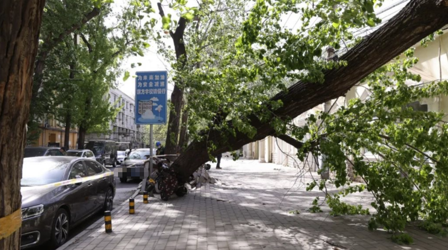 修剪绿化树木怎么报价