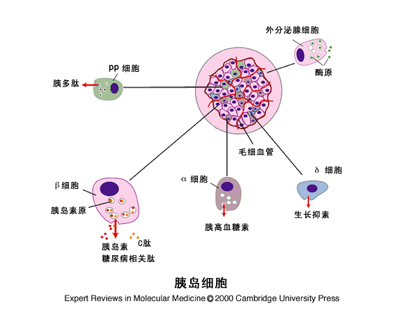 六,专家强调:早期治疗可有效保护胰岛细胞糖尿病的早治疗,要突出早期