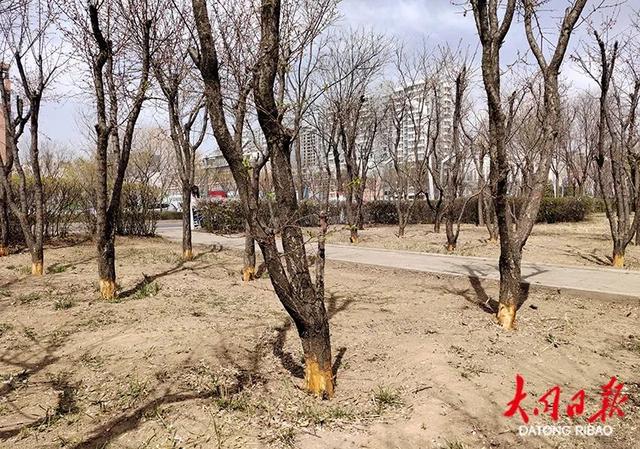 大同这片绿化带中,18棵杏树根部惨遭砍剥__财经头条
