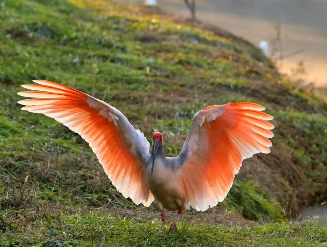 朱鹮.&nbsp;资料图