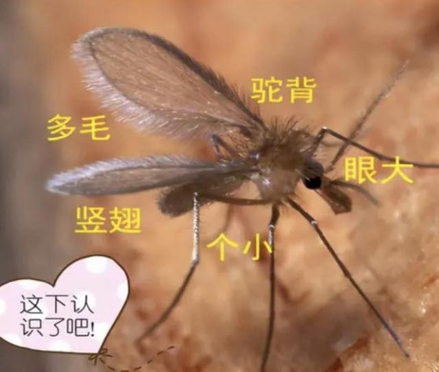 人类与疫疾的抗争为何千百年从未停止？...