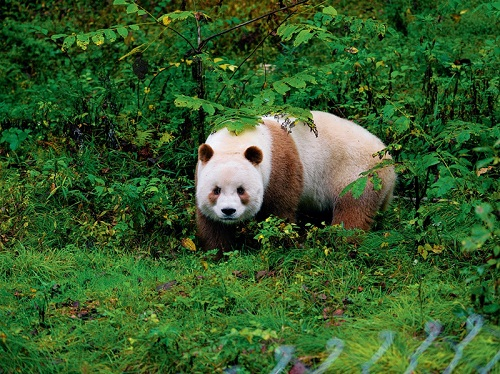 有几个原因:第一,反差萌,大熊猫的体型圆润,圆滚滚,毛茸茸的视觉效果