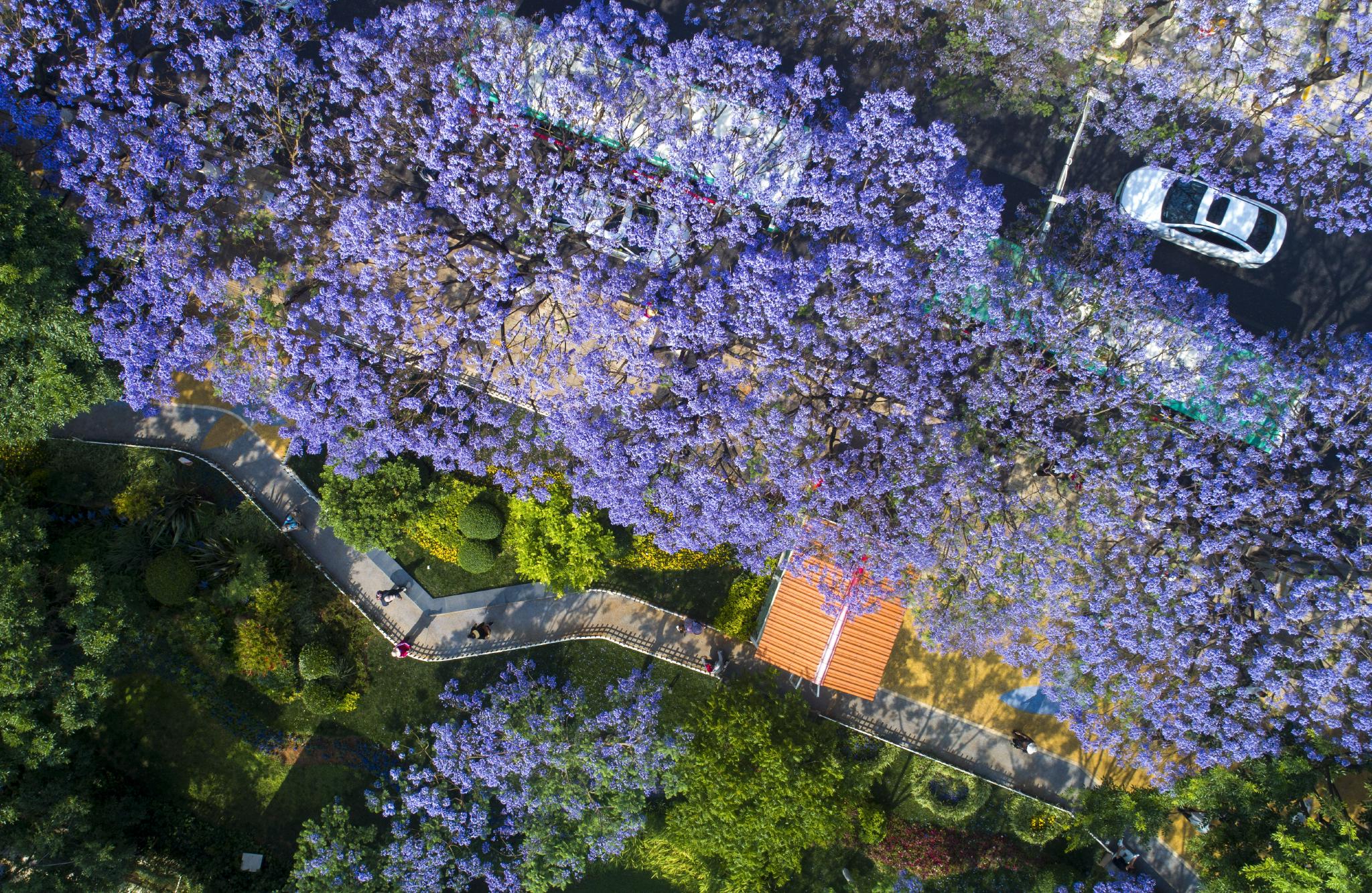 云南昆明:蓝花楹绽放|昆明市|云南省_新浪新闻