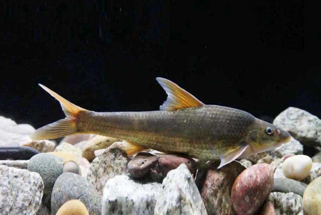 三峡 · 历史上的今天丨世界首次人工繁殖长鳍吻鮈获得成功 (4月17日