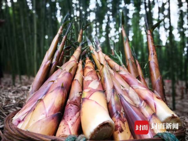 四川大竹的竹笋丰收今年已实现销售收入16亿元