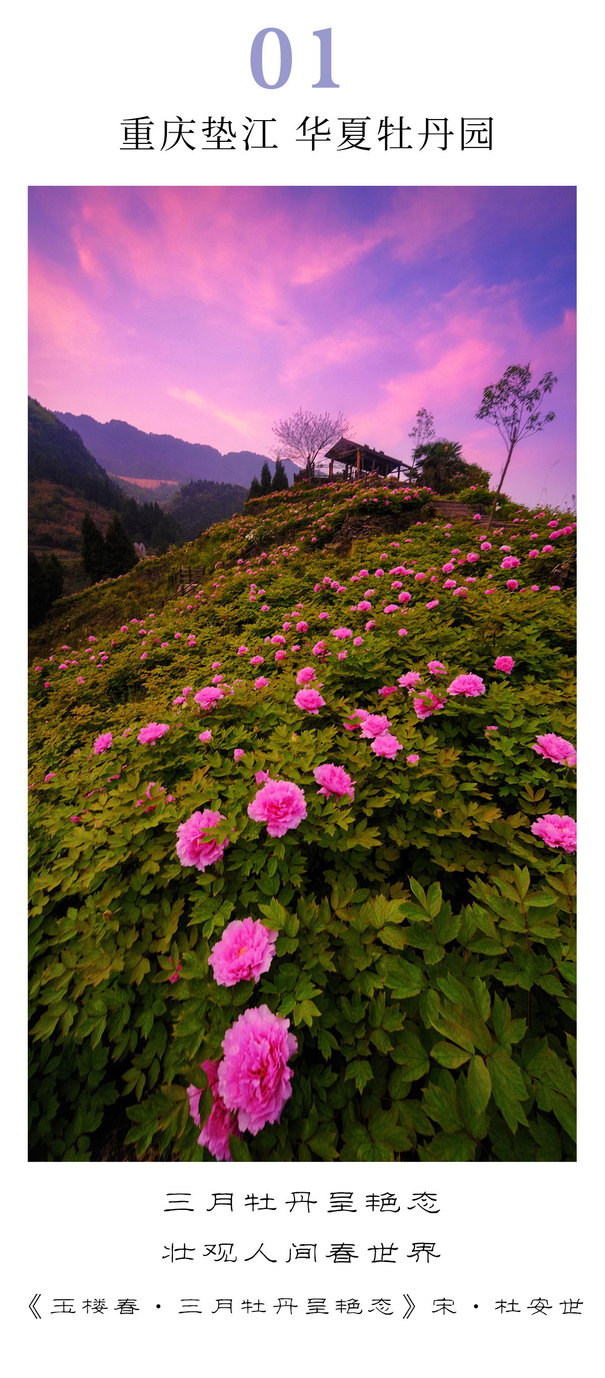美图|叮!盛世美景已上线,快来领取牡丹花事限定书签_新浪财经_新浪网