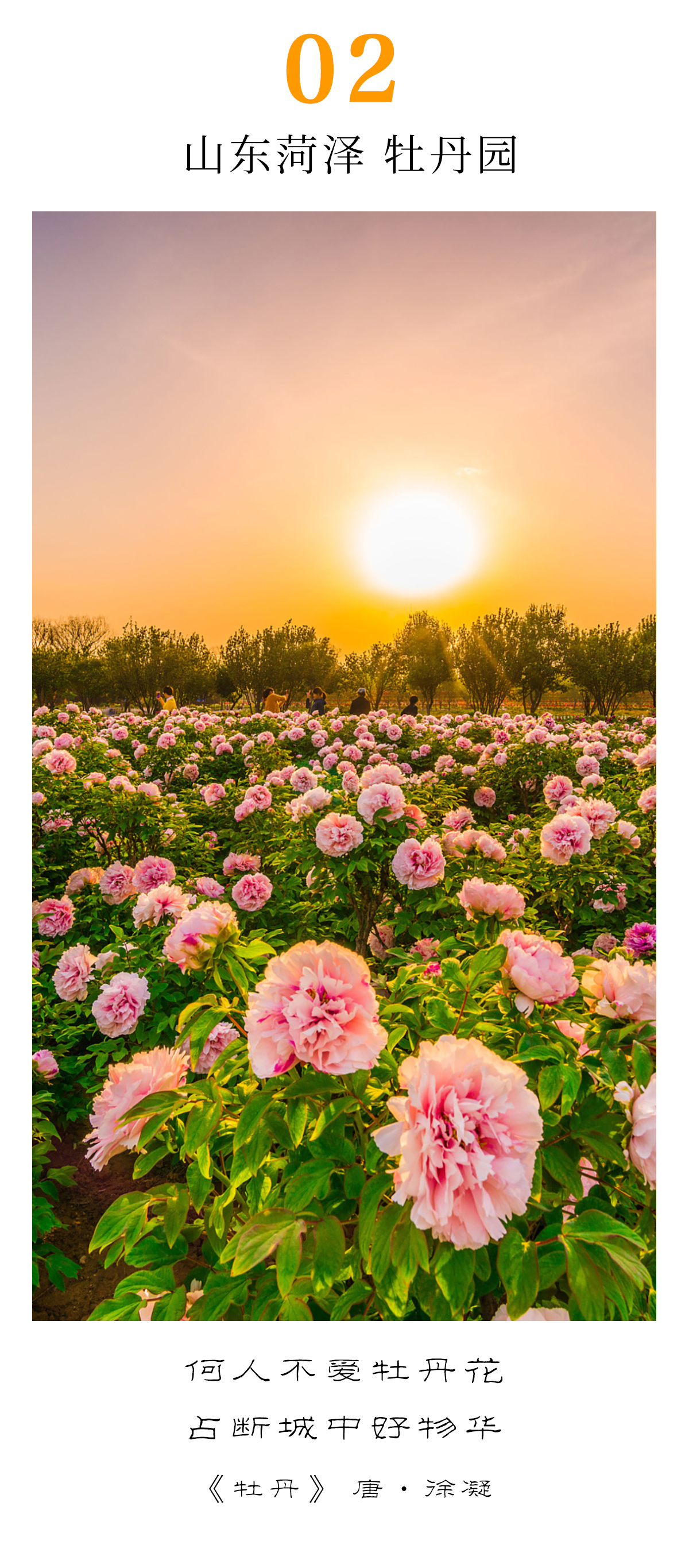 美图|叮!盛世美景已上线,快来领取牡丹花事限定书签