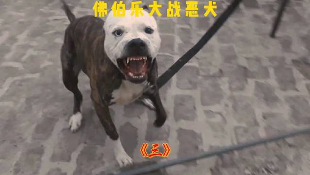恶犬公园内四处伤人被佛伯乐制服_新浪新闻