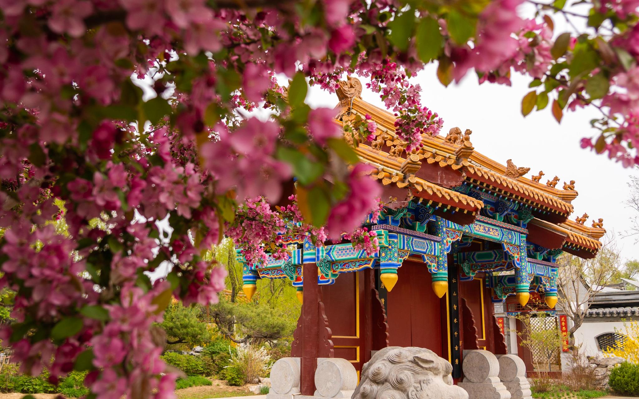 世园公园盛开的海棠花与建筑相映成趣.北京世园公园供图