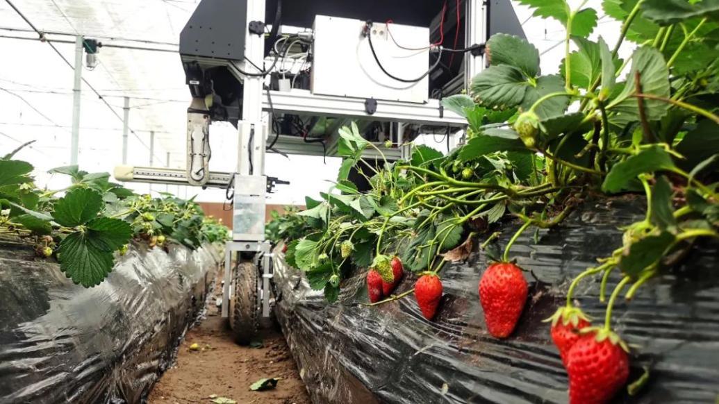 有望实现"摘草莓自由",上海崇明草莓采摘机器人正在试行_手机新浪网