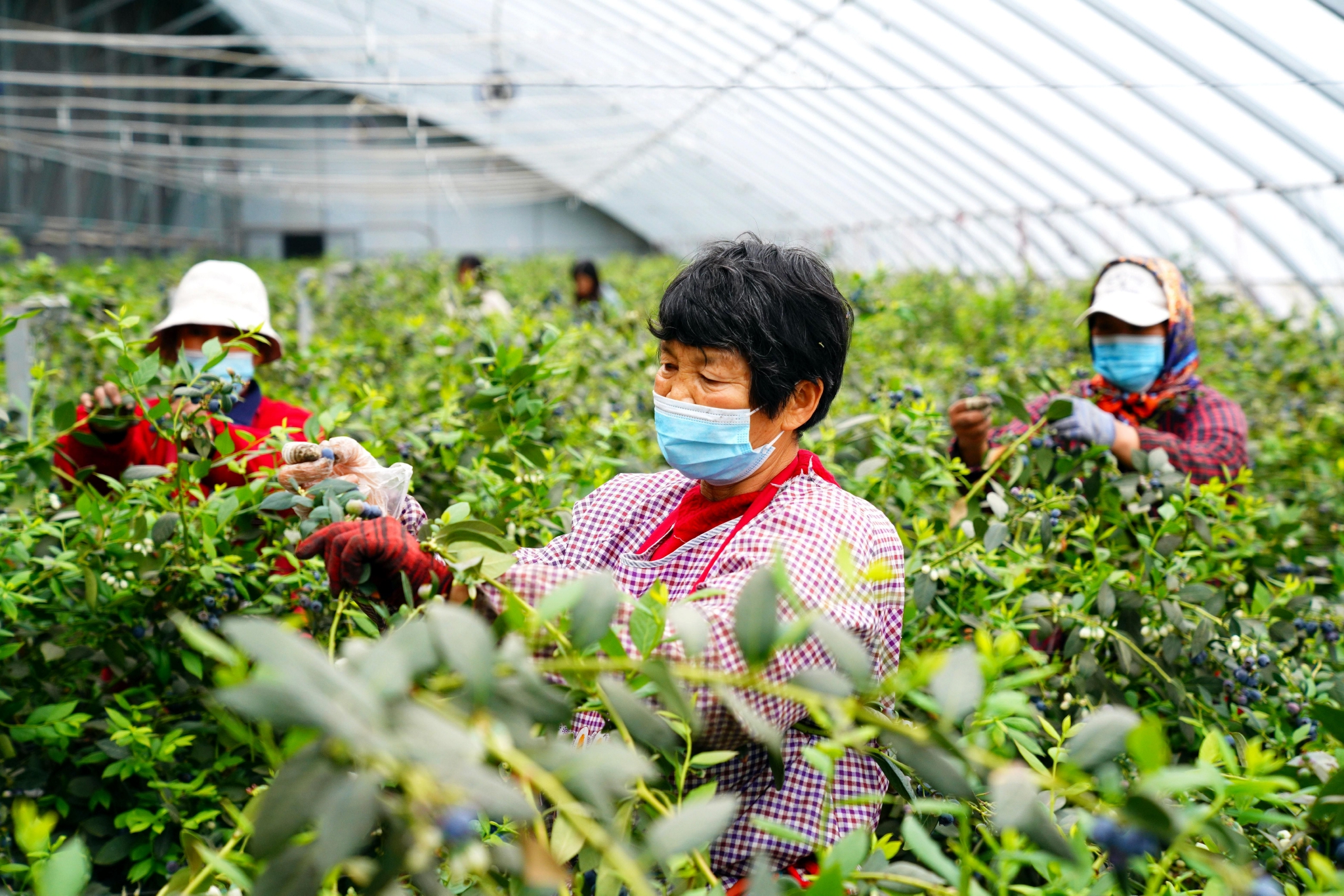 山东惠民蓝莓成乡村振兴致富果